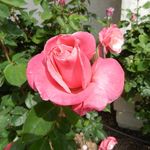 Mary Lou Scheller Wilkins - @schellerwilkins - Instagram