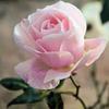 Mary Schmalzer - @maryschmalzer - TikTok