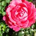 Maria Schobel - Facebook