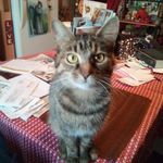 Mary Margaret Seman - @glitterpig61 - Instagram