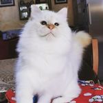 Mary Sergi - @finibusterrae_cattery - Instagram