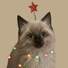 mary_can_tired - @_____maryseta__ - TikTok