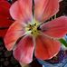 Mary Seibert - Facebook