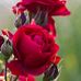 Mary Severe - Facebook