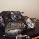 Mary And Shadow - @mary.shadow_does_things - Instagram