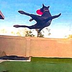 Mary Beth's Rescue Dog: Shadow - @shadowtheflyingk9 - Instagram
