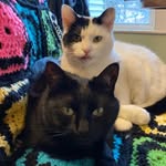 Mary Jane & Shadow - @shadowandmaryjane - Instagram