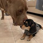 ❤️🦮💙Tom&Mary&Shadow💚 - @tom.mary.shadow.dark - Instagram