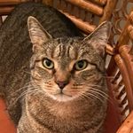 Mary J. Tuccitto-Sharples - @mr.darcythecomfycat - Instagram