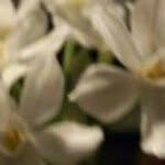 Mary Sharrow - @mesharrowdishmailnet - Instagram