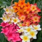 Mary Sharry - @disguisedasflowers - Instagram