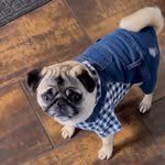 Marty the Goat - @marysincognitotoday - Instagram