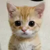 user7128170843833 - @maryslane7 - TikTok