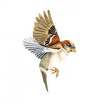 mary_sparrow - @little_sparrowzzzz - Instagram