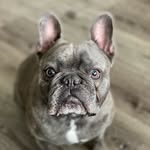 Marys Peak Mobile Vet - @maryspeakvet - Instagram