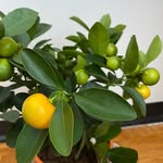 In love with plants - @mary.splants - Instagram