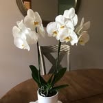 Mary’s House Plants - @marys_plants - Instagram
