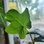 🌱🌿🥑👩🏻‍🌾 - @marys_plants_ - Instagram