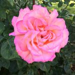 Mary Stoneman - @mary.stoneman - Instagram