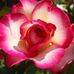 Mary Strehlow - Facebook