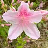 marystroope - @marystroope - TikTok