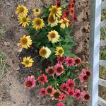 Mary Holly Strub - @m_h_sunnydaze - Instagram