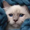 arshi_khan - @mary.strunkk - TikTok