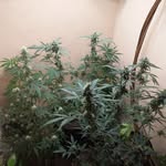 sweeter mary - @sweetermary420 - Instagram