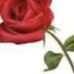 Mary Schiele Tangen - Facebook