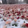 Mary Tarango 390# - @mary.tarango.390 - TikTok