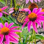 Mary Taube - Facebook