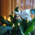 Mary Thorman - @berrymary65 - Instagram