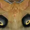 maryjeantilford - @maryjeantilford - TikTok