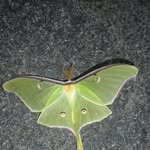 Mary Tinkle - @greenfrog63 - Instagram