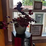 Mary Topel - @mimi12998 - Instagram