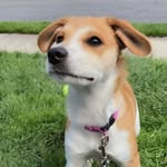 Mary Anne Tosti - @snowy_snowballl - Instagram