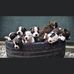 Mary Dog Trainer &amp; Dog Sitter - Facebook