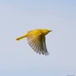 Mary VanEtten Pratt - @gardengirl5 - Instagram