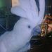 Mary VanTuyl Scharpenberg - Facebook