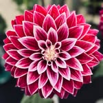 Smitha Mary Varkey - @drsmi2020 - Instagram