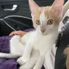 Chips 🐱 - @maryvert87 - TikTok