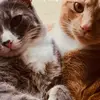 Miss Juliet and Tom Brady - @marywachob - TikTok