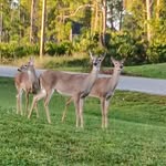 Mary Wack McClelland - @syster1947 - Instagram