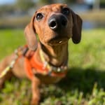 Miss. Mary Mae Weenie - @mary.weenie - Instagram