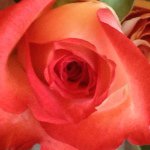 Mary Weisman - @maryellenokeefe - Instagram