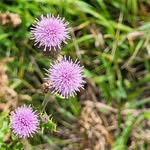 Mary Westman Drisdale - @marydrisdale - Instagram
