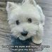 Adorable Westie For Rehoming And Adoption  - Facebook