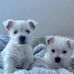 Westie Puppy For Adoption  - Facebook
