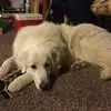 Mary Widmann Poeschel - @mary.widmann.poes - TikTok