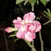 Mary Win - @mary.win64 - TikTok